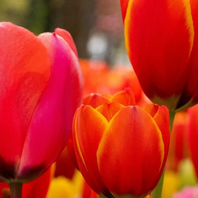 🌸🌱 ¡La magia de la primavera ha llegado al aula Montessori! 🌱🌸 ¿Sabías que la naturaleza es la mejor maestra? Con la primavera, nuestros pequeños exploradores descubren un mundo lleno de vida y color 🌼 En nuestro espacio, se fomenta la curiosidad: cuidamos plantas, sembramos y vemos crecer. Observamos insectos, aprendemos sus ciclos de vida, y creamos arte con lo que nos regala la tierra. Cada actividad es una aventura que despierta el amor por el aprendizaje y la conexión con la naturaleza 💚 ¿Qué esperas para unirte a esta experiencia? 🌿 #Primavera #Montessori #AprenderConLaNaturaleza