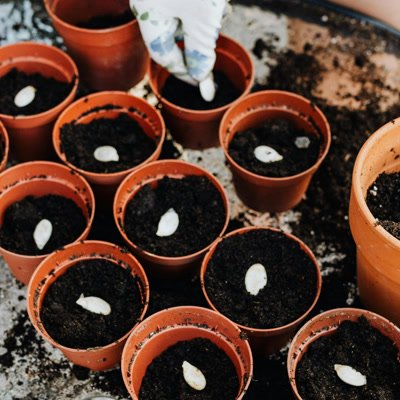 🌱✨ ¡Descubre el mágico mundo de plantar semillas juntos! ✨🌱 Hoy es el día perfecto para ensuciarnos las manos y aprender jugando. 🌿 Plantar semillas es más que una simple actividad; es una lección de vida para los niños. Con cada paso—poner tierra, colocar la semilla y regar—fomentamos la coordinación, la paciencia y el respeto por nuestro entorno. 💚 Juntos observamos cada día: 👀 ¿Ha crecido un poquito? 💧 ¿Necesita agua? ☀️ ¿Le da suficiente luz? Los niños aprenden que todo lleva su tiempo… ¡y que con amor y cuidado, la vida florece! 🌼 Una experiencia que conecta, calma y despierta su curiosidad natural. 🌍 Comparte tus experiencias plantando con los peques en los comentarios. 🌿 #ActividadInfantil #Montessori #AprenderHaciendo